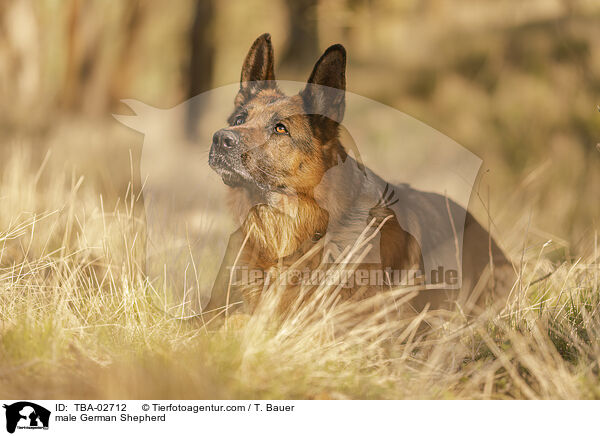 Deutscher Schferhund Rde / male German Shepherd / TBA-02712