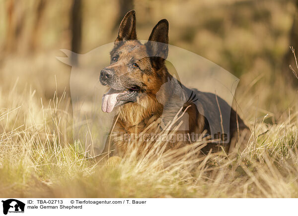Deutscher Schferhund Rde / male German Shepherd / TBA-02713