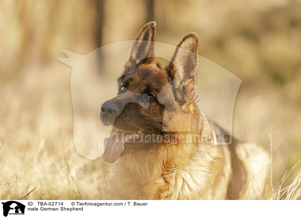 Deutscher Schferhund Rde / male German Shepherd / TBA-02714