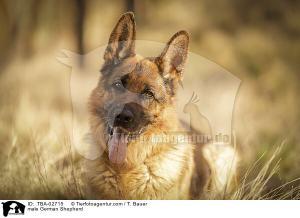 Deutscher Schferhund Rde / male German Shepherd / TBA-02715