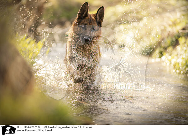 Deutscher Schferhund Rde / male German Shepherd / TBA-02716