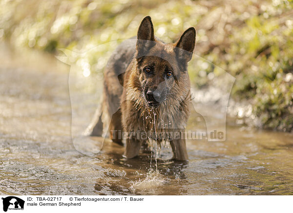 Deutscher Schferhund Rde / male German Shepherd / TBA-02717