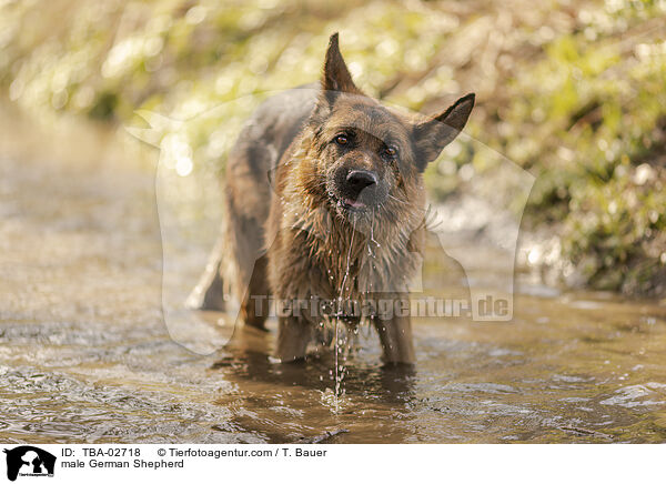 Deutscher Schferhund Rde / male German Shepherd / TBA-02718