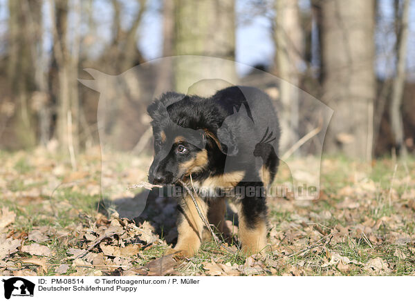 Deutscher Schferhund Welpe / Deutscher Schferhund Puppy / PM-08514