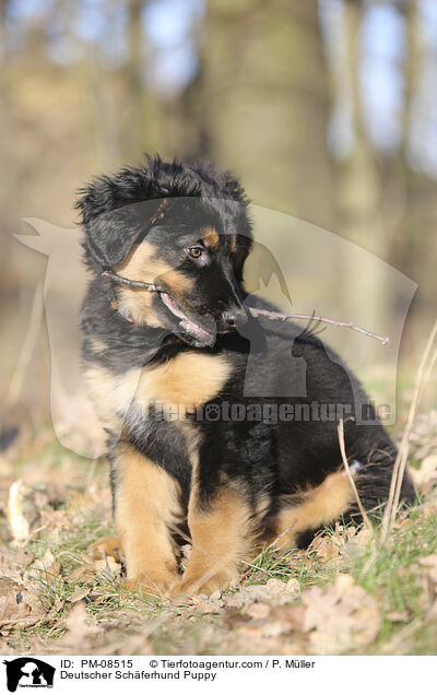 Deutscher Schferhund Puppy / PM-08515