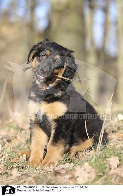 Deutscher Schferhund Puppy / PM-08519