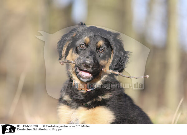 Deutscher Schferhund Welpe / Deutscher Schferhund Puppy / PM-08520