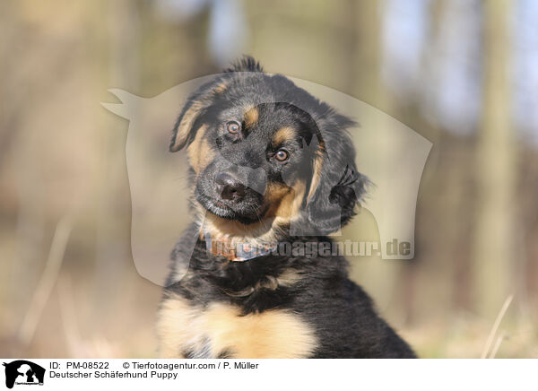 Deutscher Schferhund Welpe / Deutscher Schferhund Puppy / PM-08522