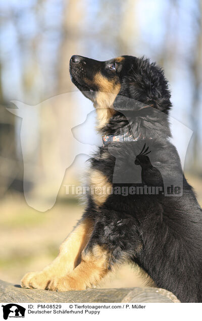 Deutscher Schferhund Welpe / Deutscher Schferhund Puppy / PM-08529