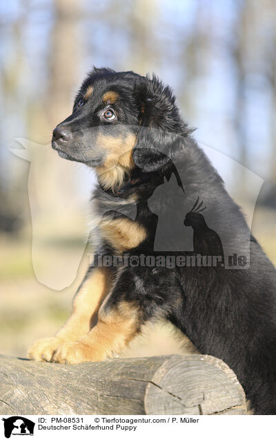 Deutscher Schferhund Welpe / Deutscher Schferhund Puppy / PM-08531
