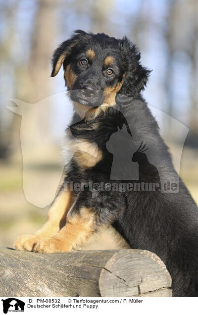 Deutscher Schferhund Welpe / Deutscher Schferhund Puppy / PM-08532