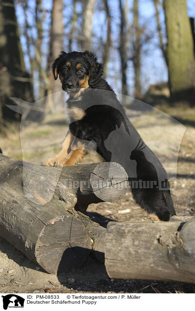 Deutscher Schferhund Welpe / Deutscher Schferhund Puppy / PM-08533