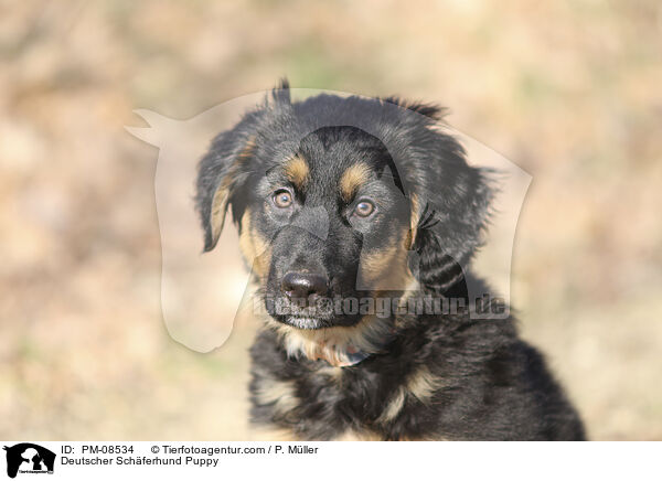 Deutscher Schferhund Welpe / Deutscher Schferhund Puppy / PM-08534