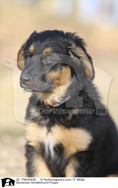 Deutscher Schferhund Welpe / Deutscher Schferhund Puppy / PM-08536