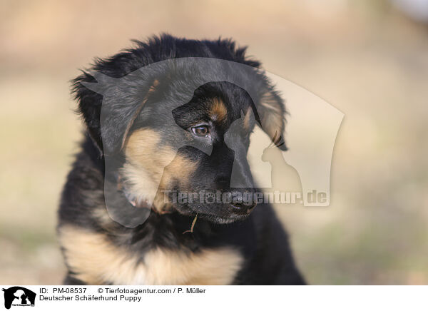 Deutscher Schferhund Welpe / Deutscher Schferhund Puppy / PM-08537