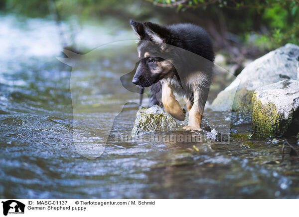 German Shepherd puppy / MASC-01137