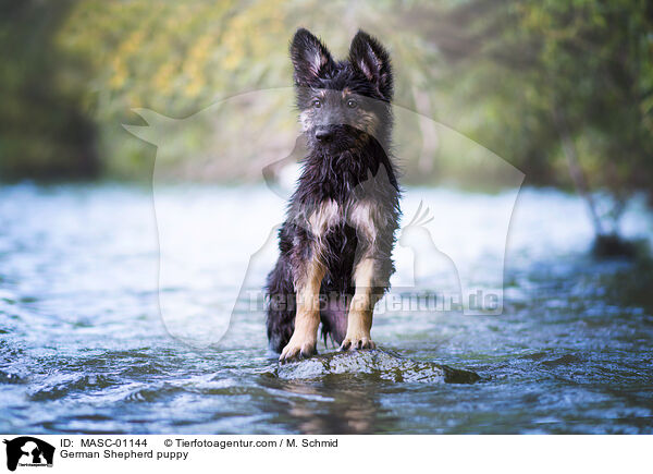 Deutscher Schferhund Welpe / German Shepherd puppy / MASC-01144
