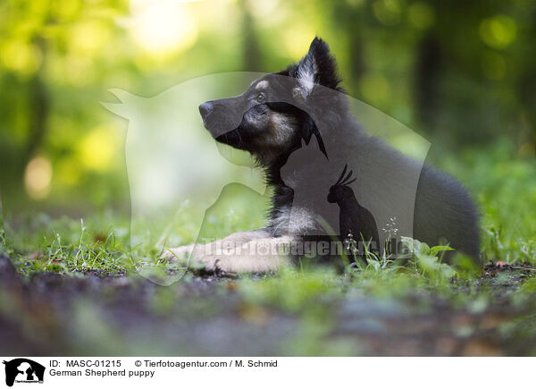 Deutscher Schferhund Welpe / German Shepherd puppy / MASC-01215