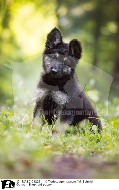 German Shepherd puppy / MASC-01223