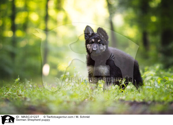 Deutscher Schferhund Welpe / German Shepherd puppy / MASC-01227