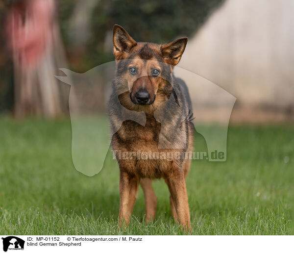 blinder Deutscher Schferhund / blind German Shepherd / MP-01152