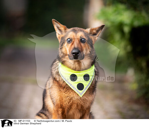 blinder Deutscher Schferhund / blind German Shepherd / MP-01153