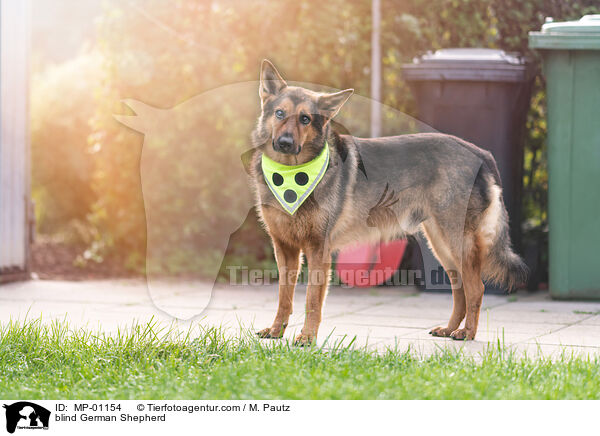 blinder Deutscher Schferhund / blind German Shepherd / MP-01154