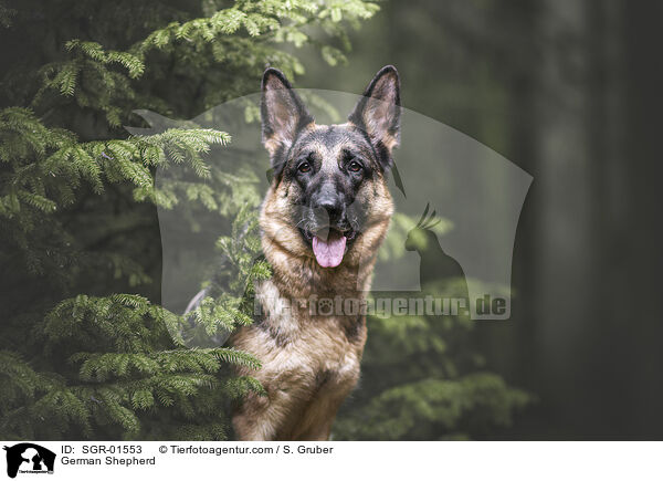German Shepherd / SGR-01553