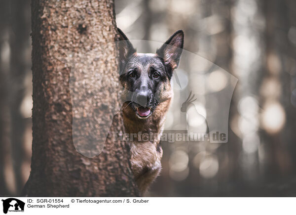 German Shepherd / SGR-01554