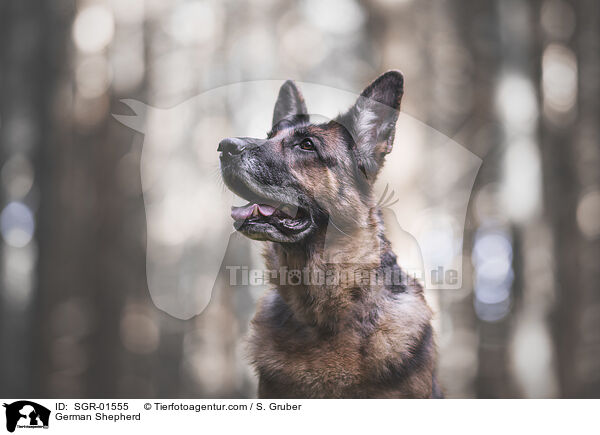 German Shepherd / SGR-01555