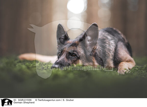 German Shepherd / SGR-01556