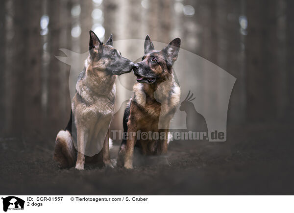 2 dogs / SGR-01557