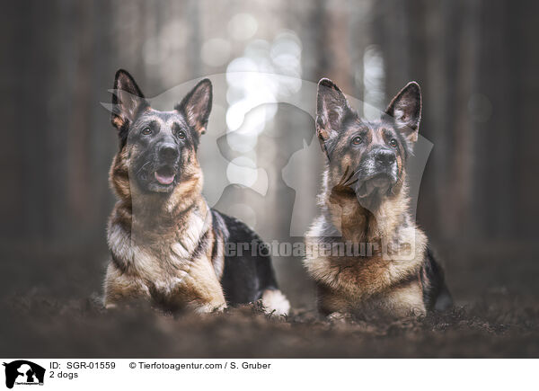 2 Hunde / 2 dogs / SGR-01559