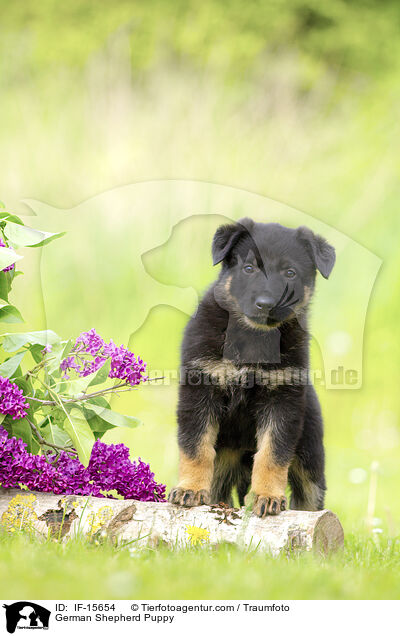 German Shepherd Puppy / IF-15654