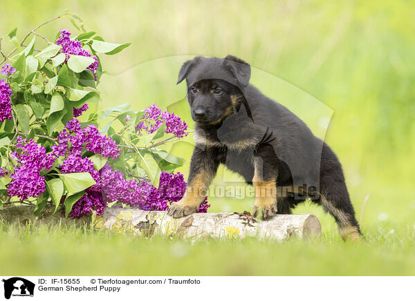 Deutscher Schferhund Welpe / German Shepherd Puppy / IF-15655