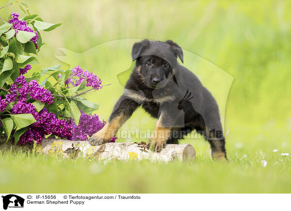 Deutscher Schferhund Welpe / German Shepherd Puppy / IF-15656