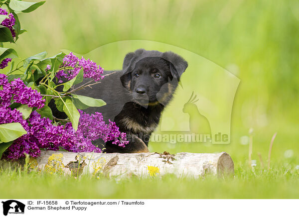Deutscher Schferhund Welpe / German Shepherd Puppy / IF-15658