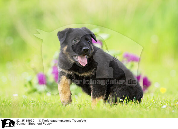Deutscher Schferhund Welpe / German Shepherd Puppy / IF-15659