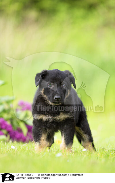 Deutscher Schferhund Welpe / German Shepherd Puppy / IF-15660