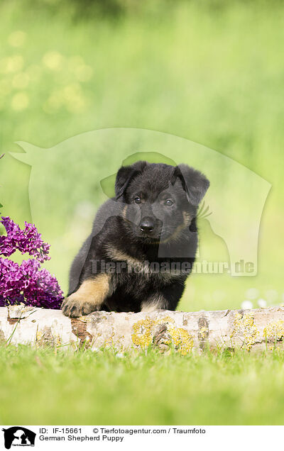 Deutscher Schferhund Welpe / German Shepherd Puppy / IF-15661