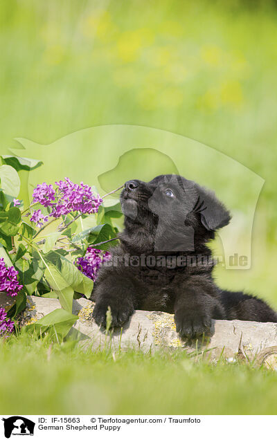 Deutscher Schferhund Welpe / German Shepherd Puppy / IF-15663