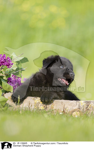 Deutscher Schferhund Welpe / German Shepherd Puppy / IF-15665