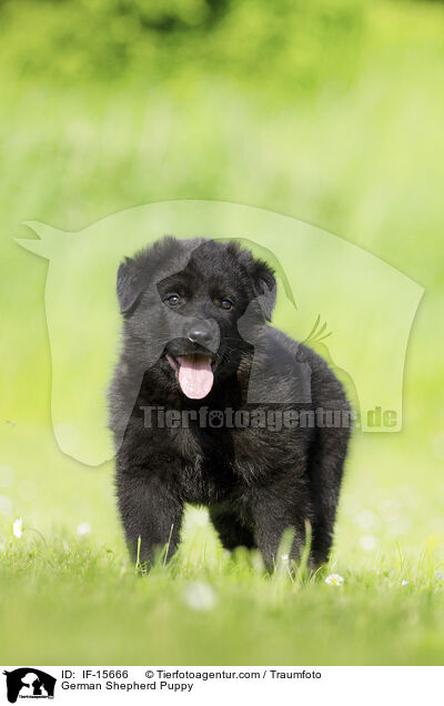 Deutscher Schferhund Welpe / German Shepherd Puppy / IF-15666