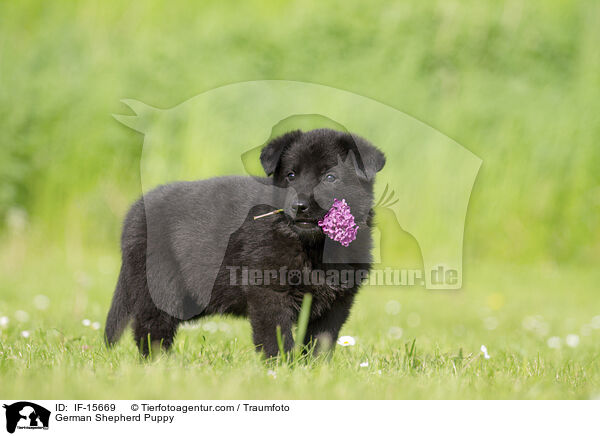 Deutscher Schferhund Welpe / German Shepherd Puppy / IF-15669