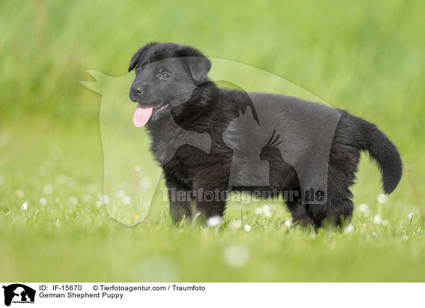 Deutscher Schferhund Welpe / German Shepherd Puppy / IF-15670