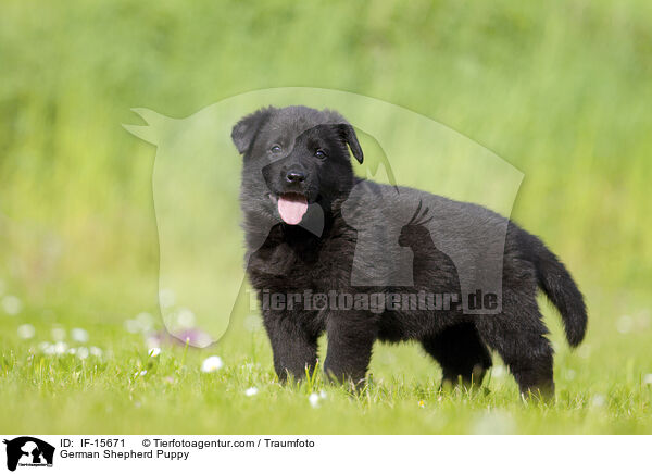 Deutscher Schferhund Welpe / German Shepherd Puppy / IF-15671