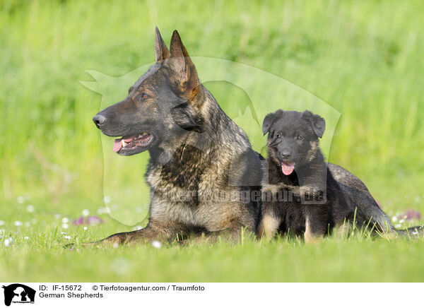 Deutscher Schferhunde / German Shepherds / IF-15672