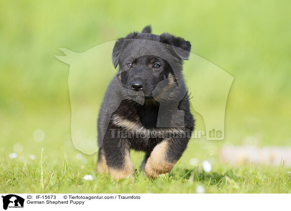 Deutscher Schferhund Welpe / German Shepherd Puppy / IF-15673