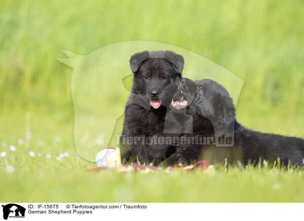 German Shepherd Puppies / IF-15675