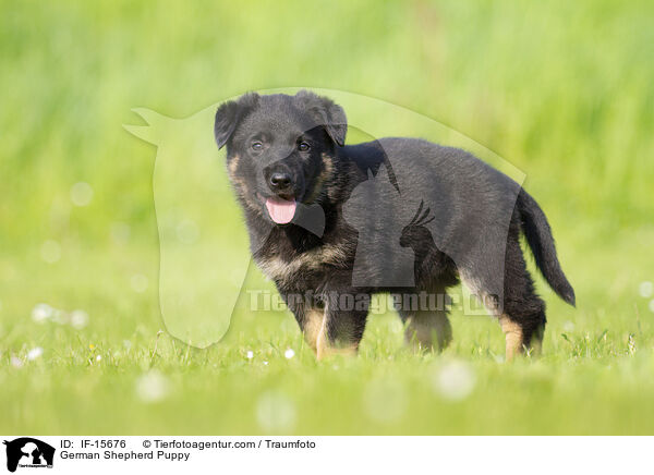 German Shepherd Puppy / IF-15676